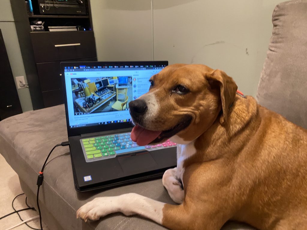 Dog siting in front of a laptop